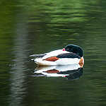 BB 11 0437 / Tadorna tadorna / Gravand